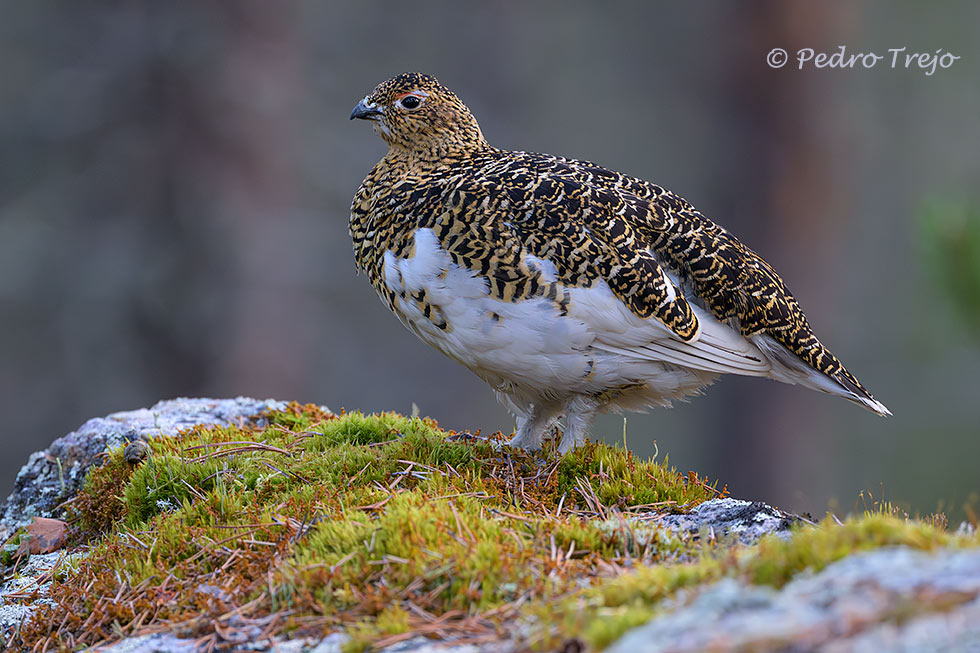 Lagopodo común (Lagopus lagopus)